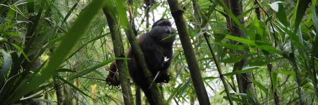 package hotel listing