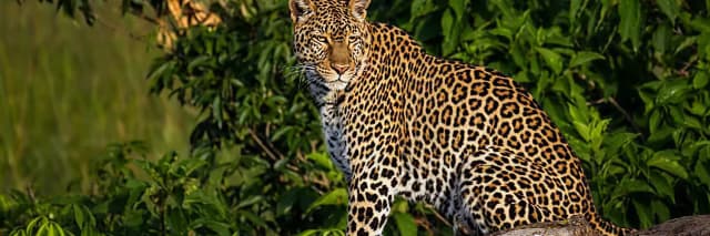 package hotel listing