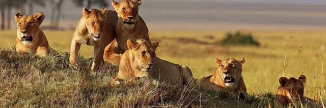 package hotel listing