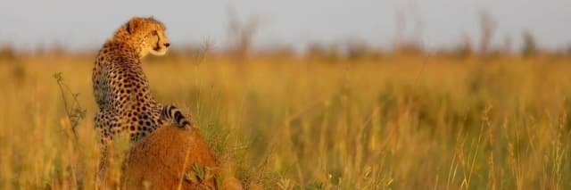 package hotel listing