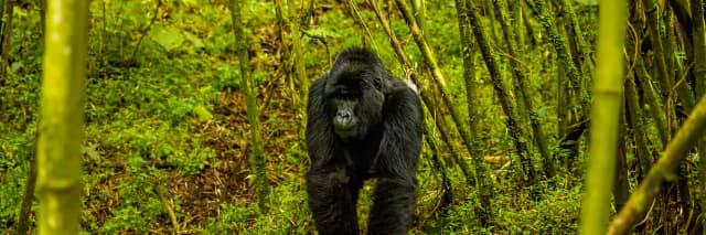 package hotel listing